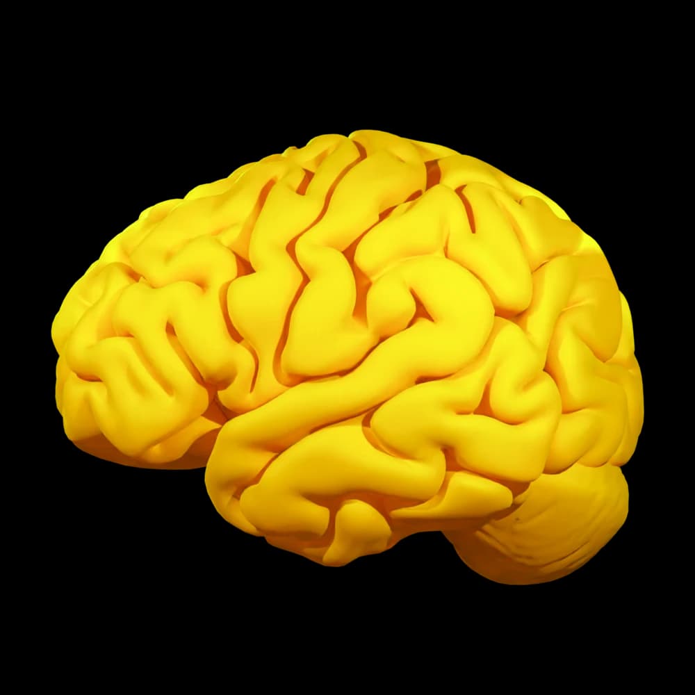 Right brain