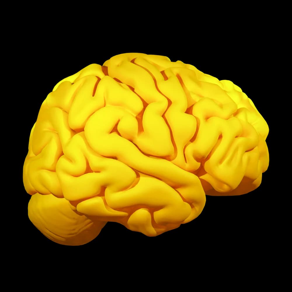 Left brain